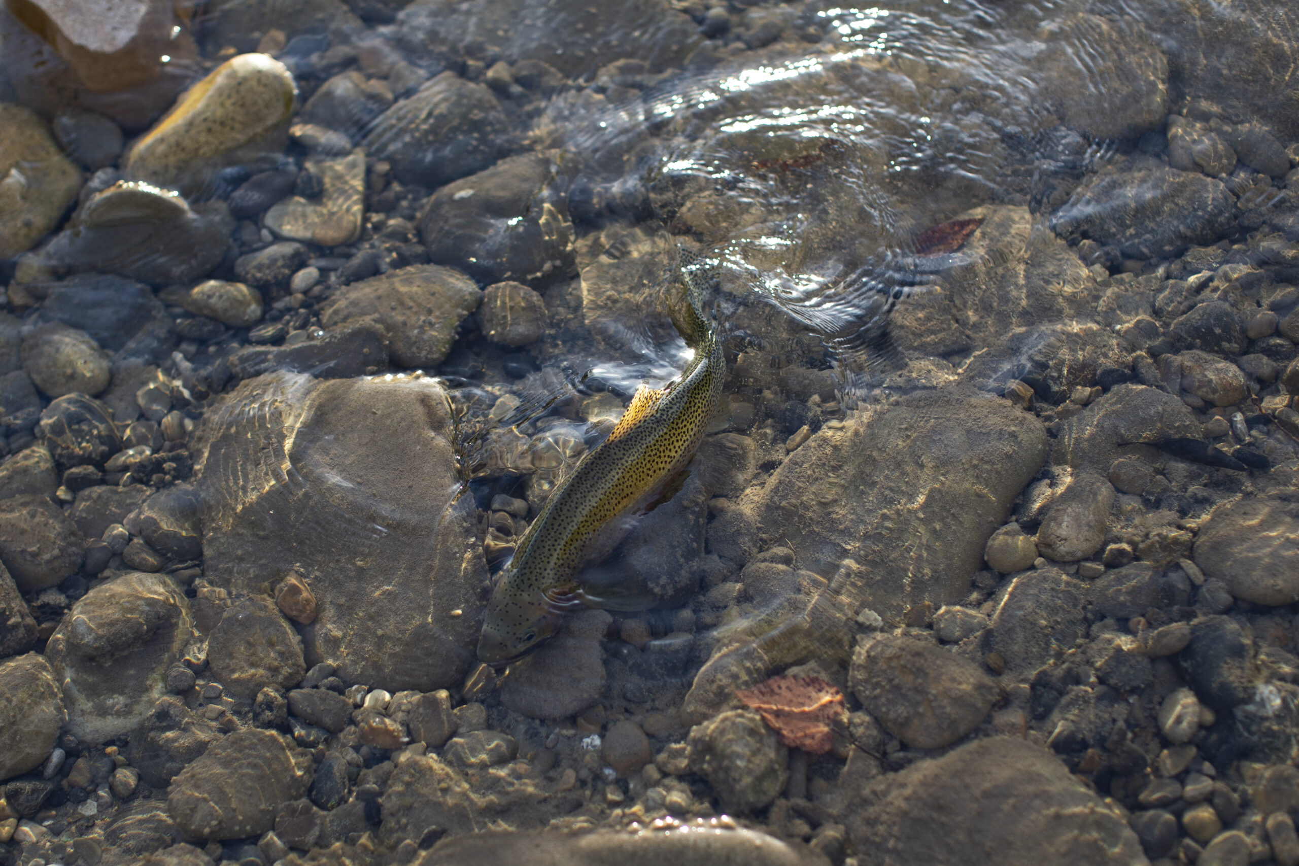 A westslope cutthroat trout in the Elk River