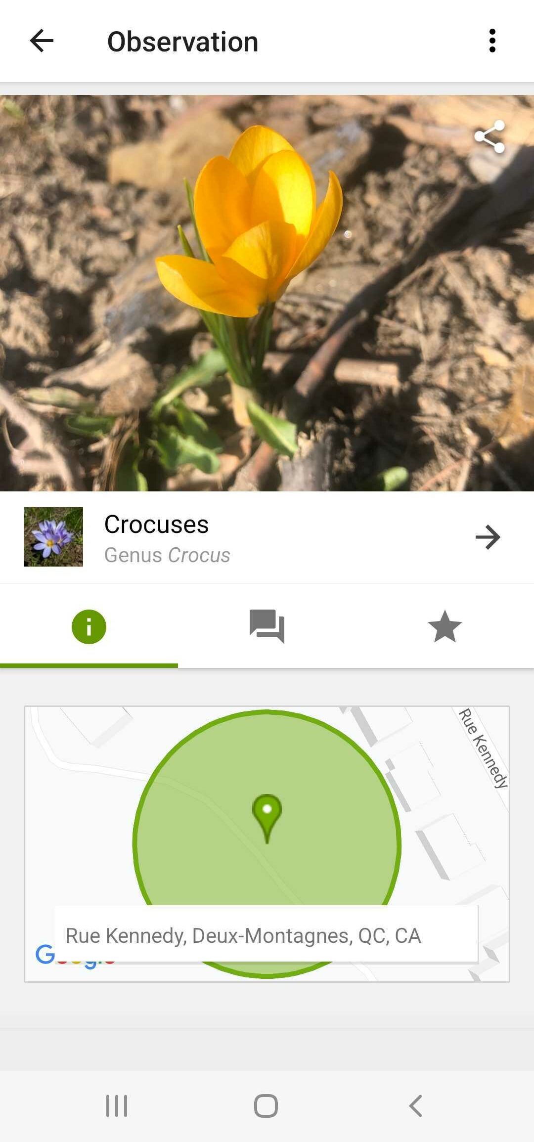 A screenshot of an iNaturalist entry for a yellow crocus