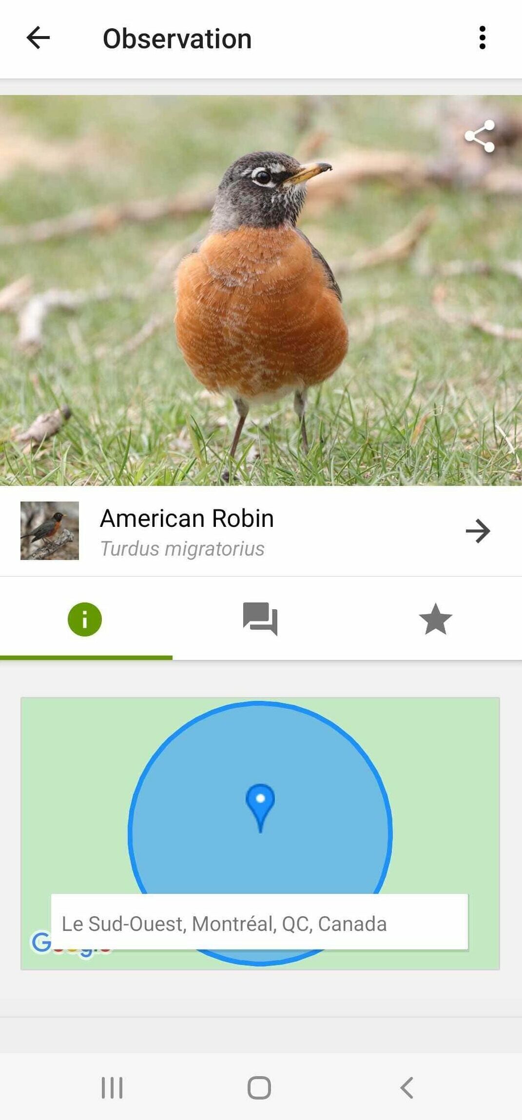 A screenshot of an iNaturalist entry for an American robin