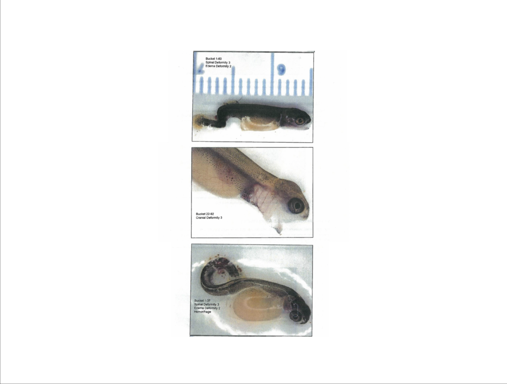Environment Canada images of deformed fish as a result of selenium poisoning