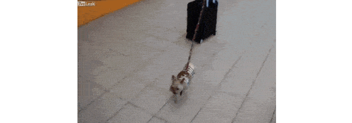 gif of dog walking with suitcase