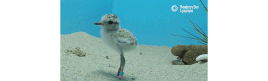 GIF of a plover looking at the camera and then hopping away.