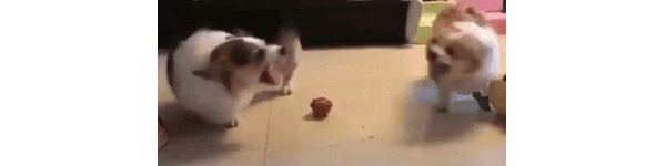 gif of two dogs bickering