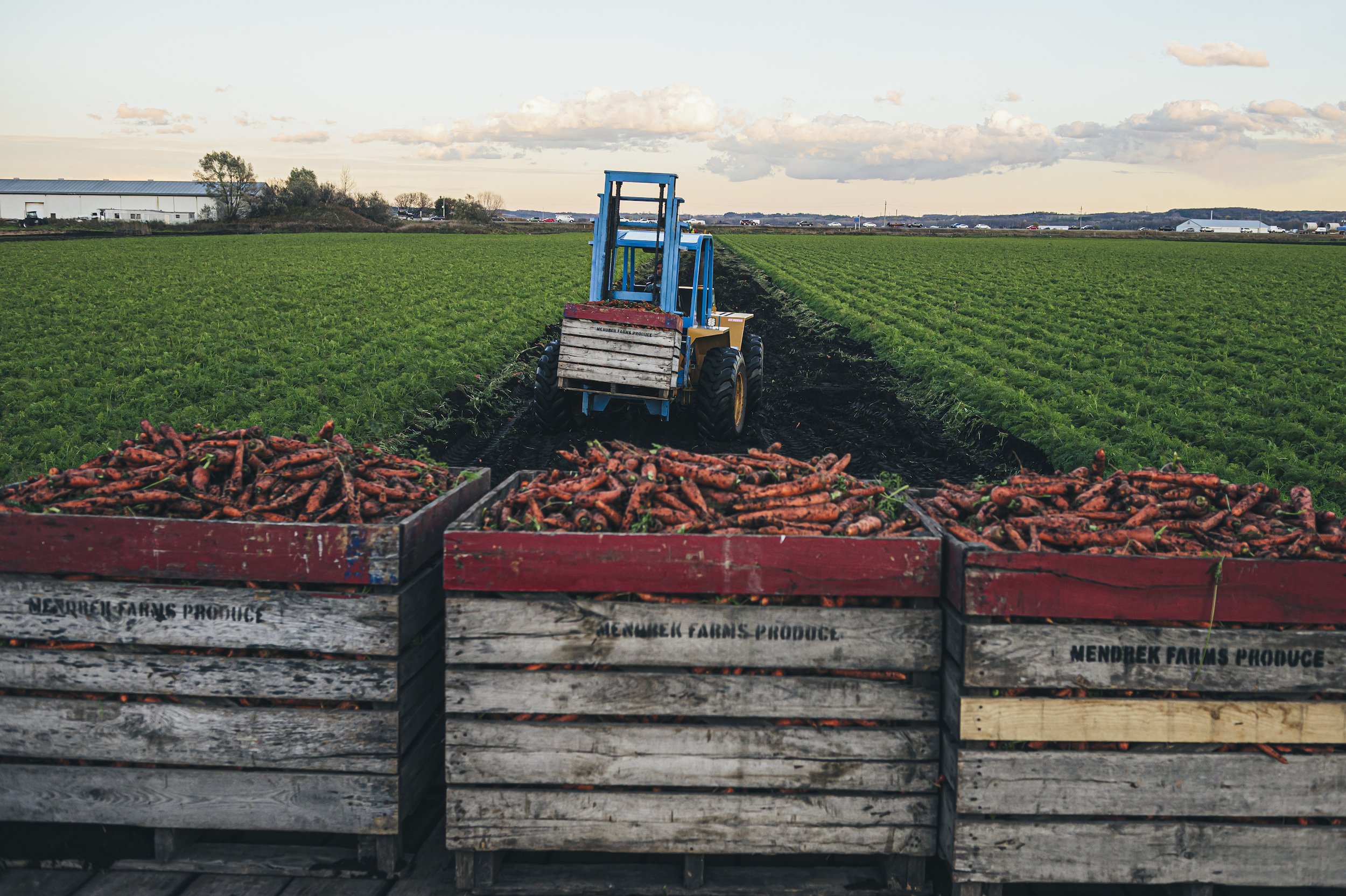 Farmworkers harvest carrots in the Holland Marsh, in the Greenbelt region north of Toronto, in Bradford, Ont.