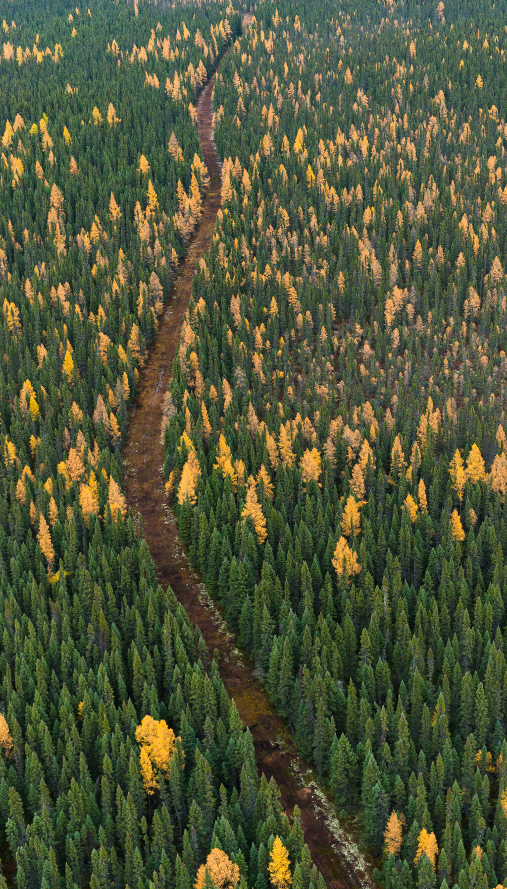 An aerial photo of a cleared pathway larches, some green and some golden.