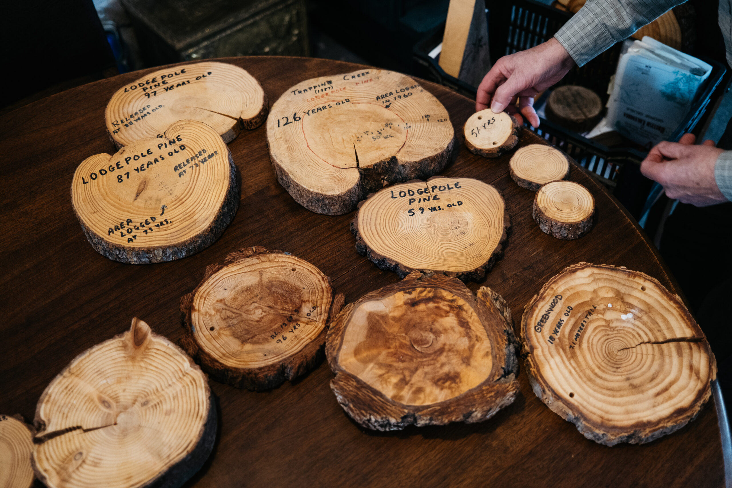 Forester George Delisle displays his collection of "cookies" showing the age and location of these trees.