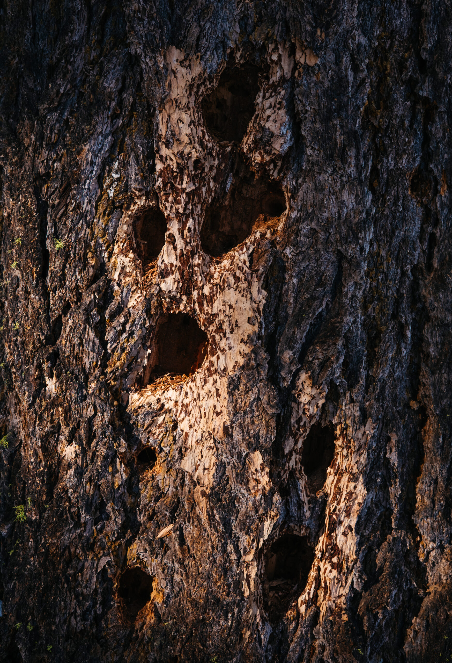 Woodpecker holes pierce the bark of a large Douglas fir on George Delisle's woodlot in B.C.'s Boundary region