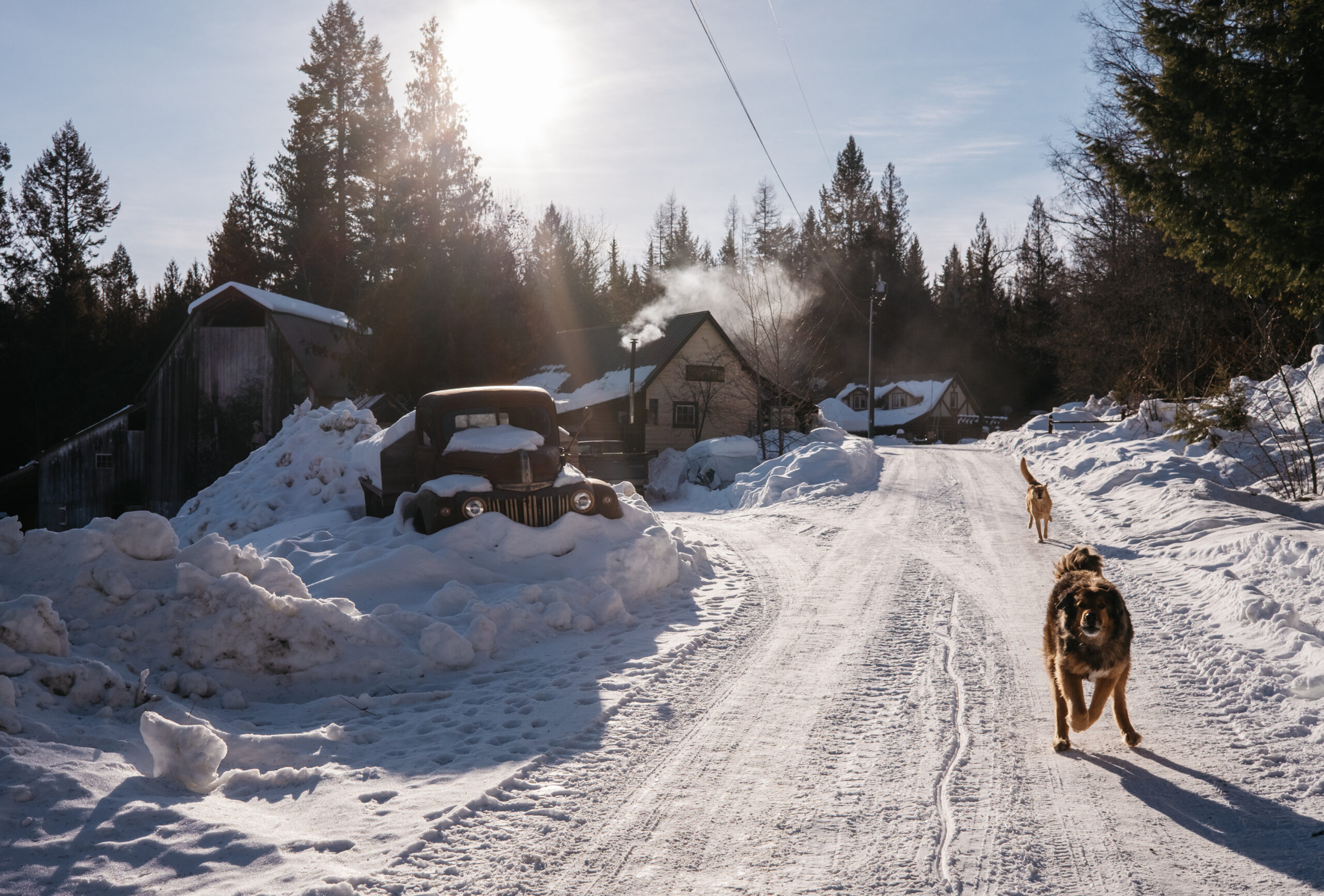 Dogs run to greet visitors to Son Ranch Timber Co. in Eholt, B.C. The family-run business owns two woodlots