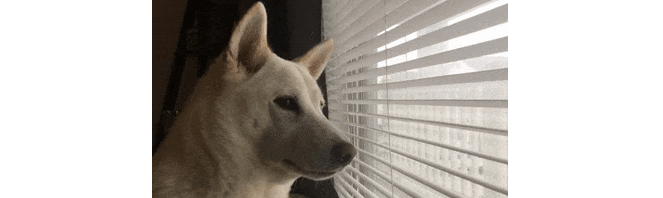 gif of a dog looking out a window