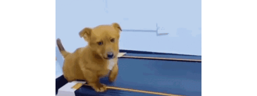 a GIF of a disappointed dog putting their paw on a treadmill.