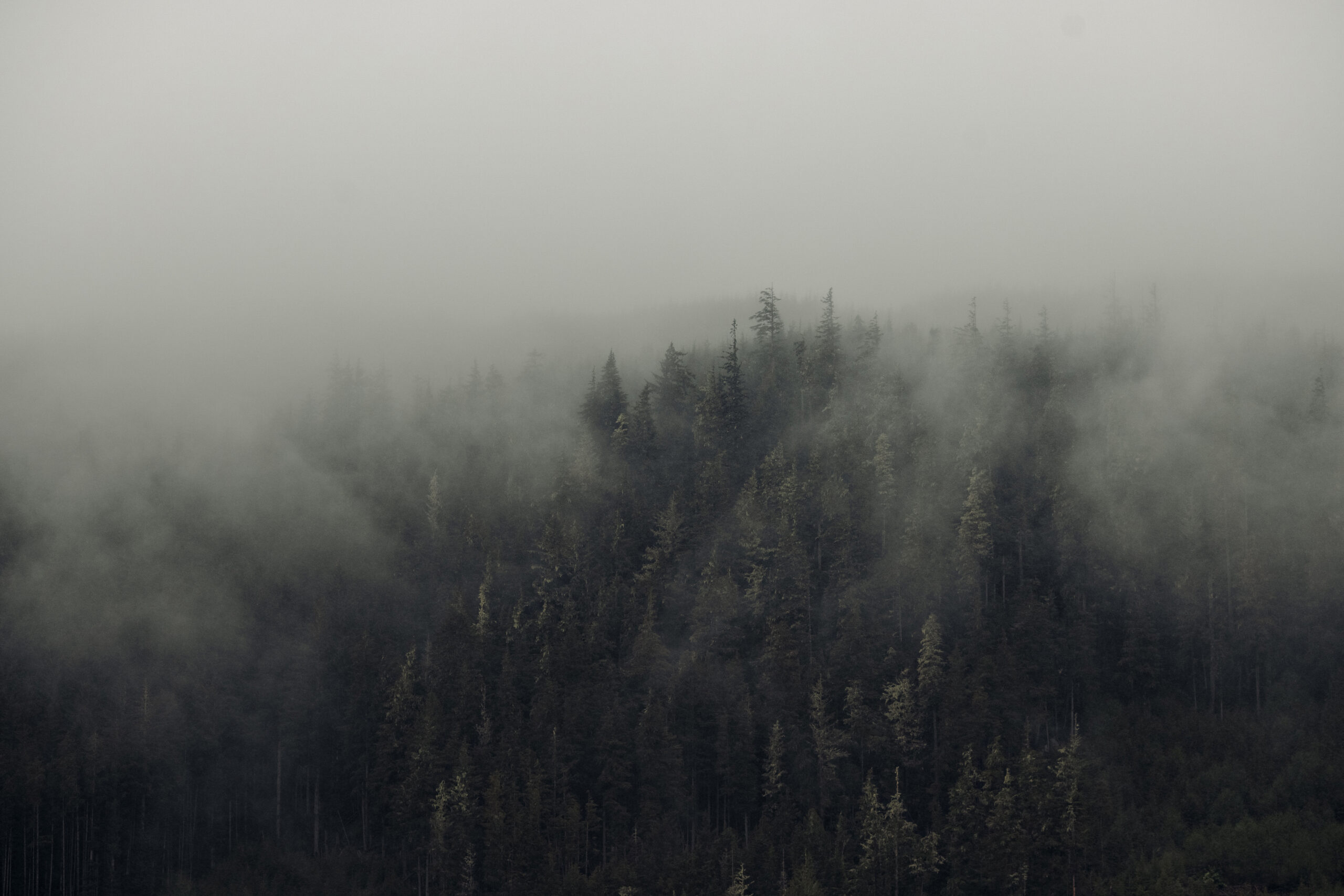 Mist hangs over trees in the southern range of the Great Bear Rainforest. Photo: Taylor Roades / The Narwhal