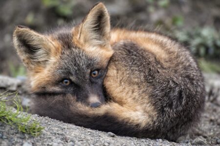 Red fox pup; Yukon, Peel Watershed