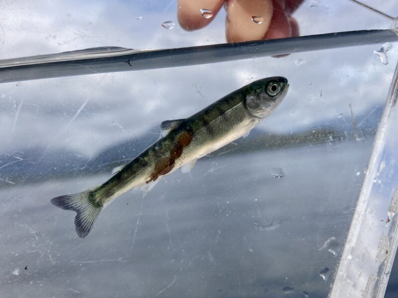 a juvenile chum salmon with sea lice