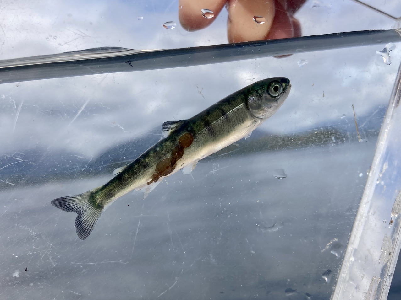 Endangered wild salmon at risk from sea lice outbreak at two fish