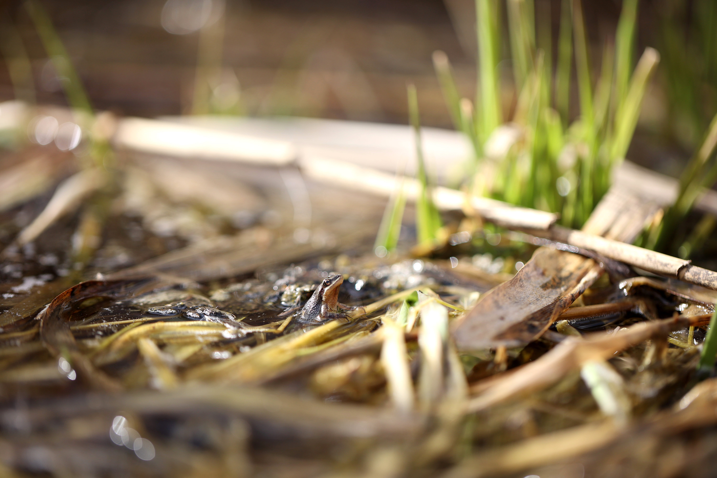 A chorus frogs at a pond in Longueuil, Quebec on April 15, 2022.