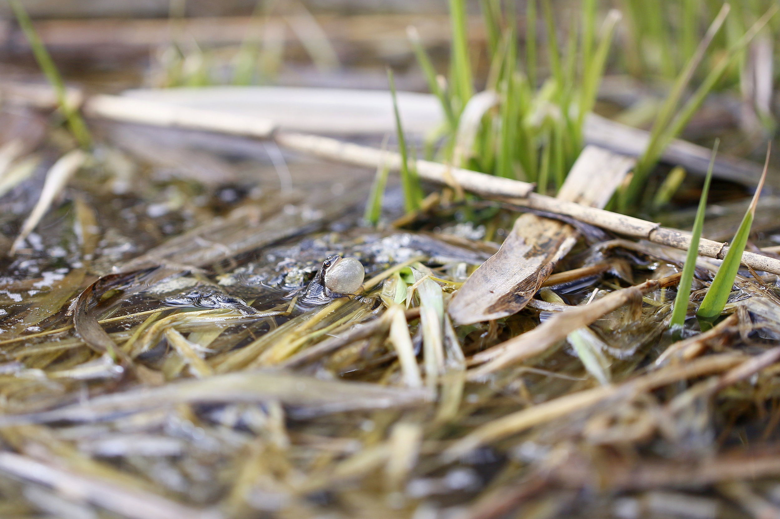 A chorus frog sings at a pond in Longueuil, Quebec on April 15, 2022. Photo: Stephanie Foden