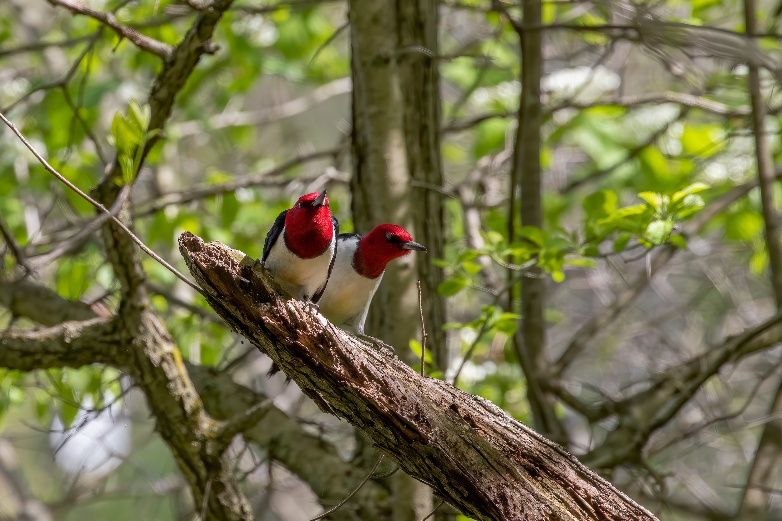 Red-headed Woodpecker, birds in spring in the park during nesting.