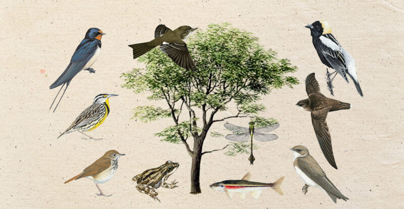 Illustrations of 11 species, with a tree at the centre surrounded by birds, a minnow, a frog and a dragonfly.