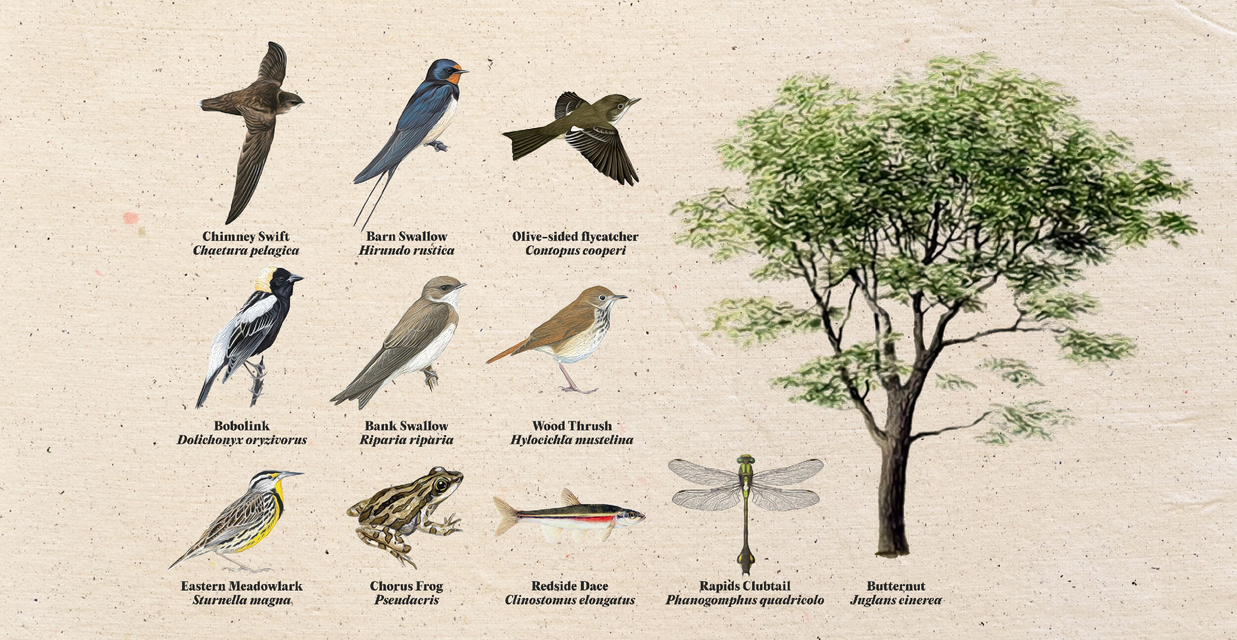 Illustrations of 11 species, labelled with their latin names: the chimney swift, barn swallow, olive-sided flycatcher, bobolink, bank swallow, wood thrush, eastern meadowlark, chorus frog, redside dace, rapids clubtail and butternut tree.