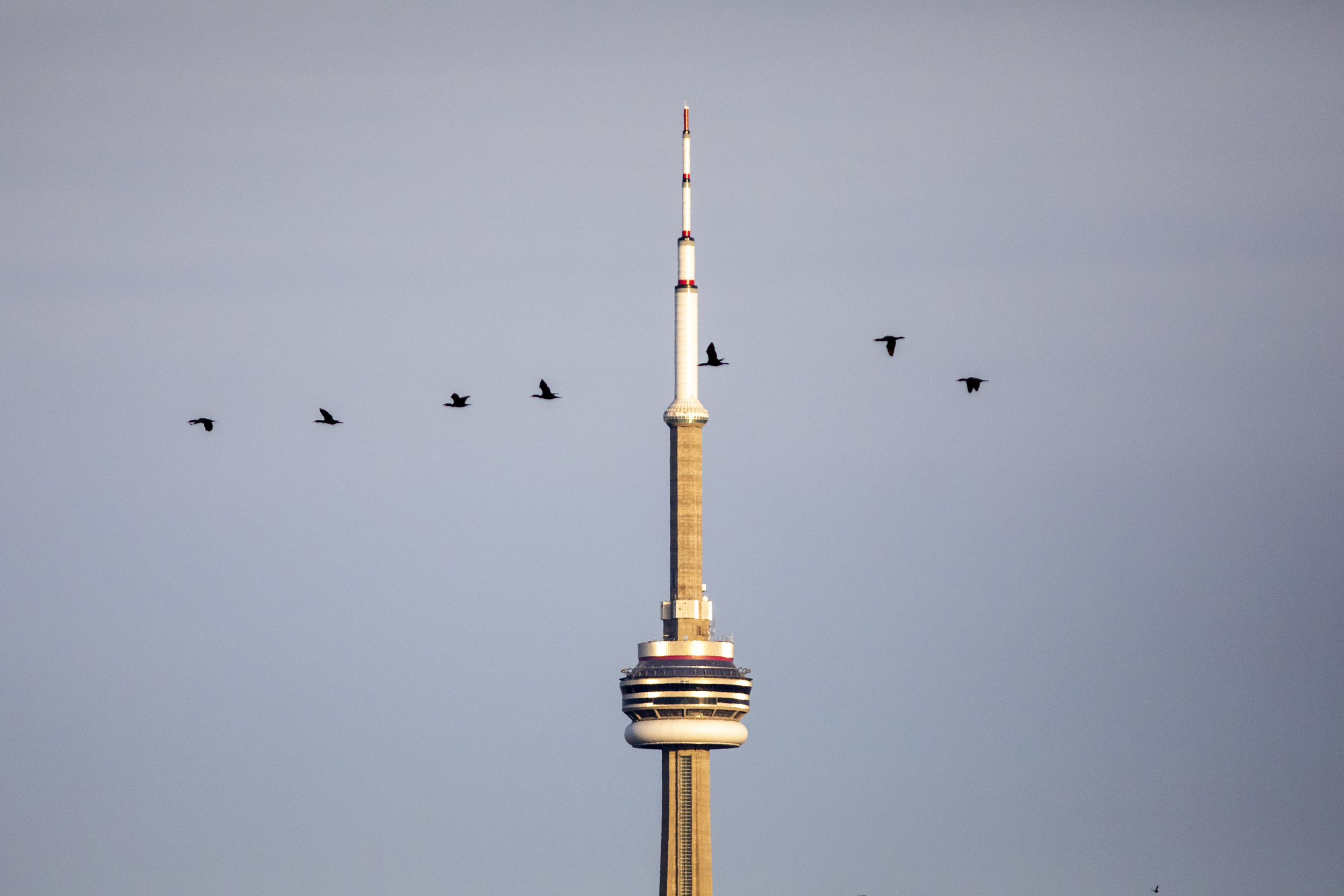 A line of cormorants fly past the CN Tower with a hazy, cloudy sky in the background, shot from Tommy Thompson Park.