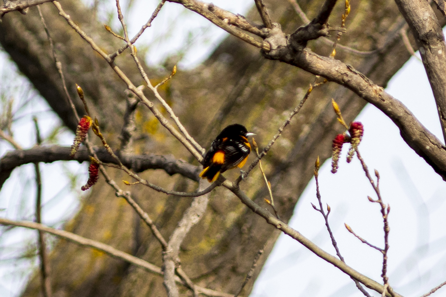 An orange and black bird with its back turned and head to the side sits on a branch.