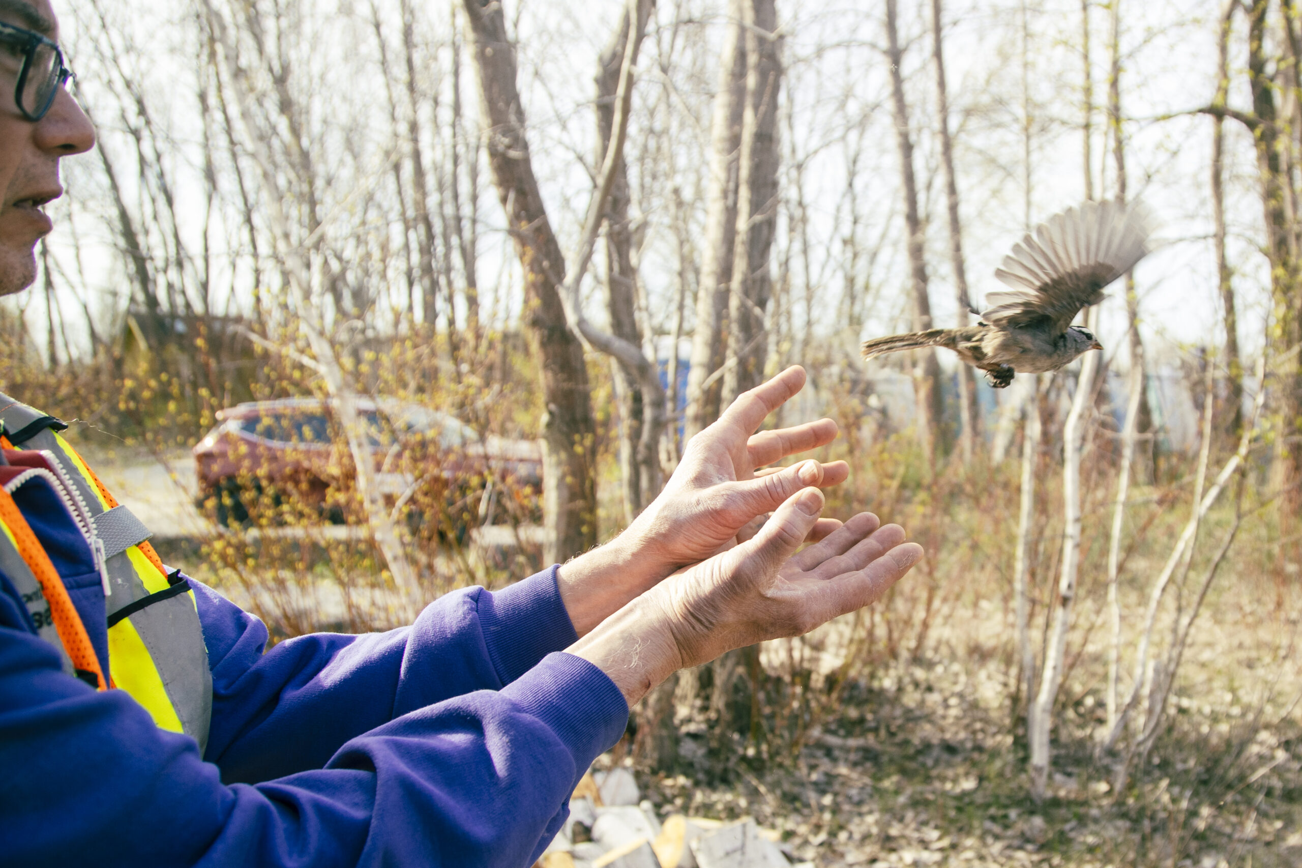 A sparrow flies out of a man's open hands, with forest of Tommy Thompson Park in the background.