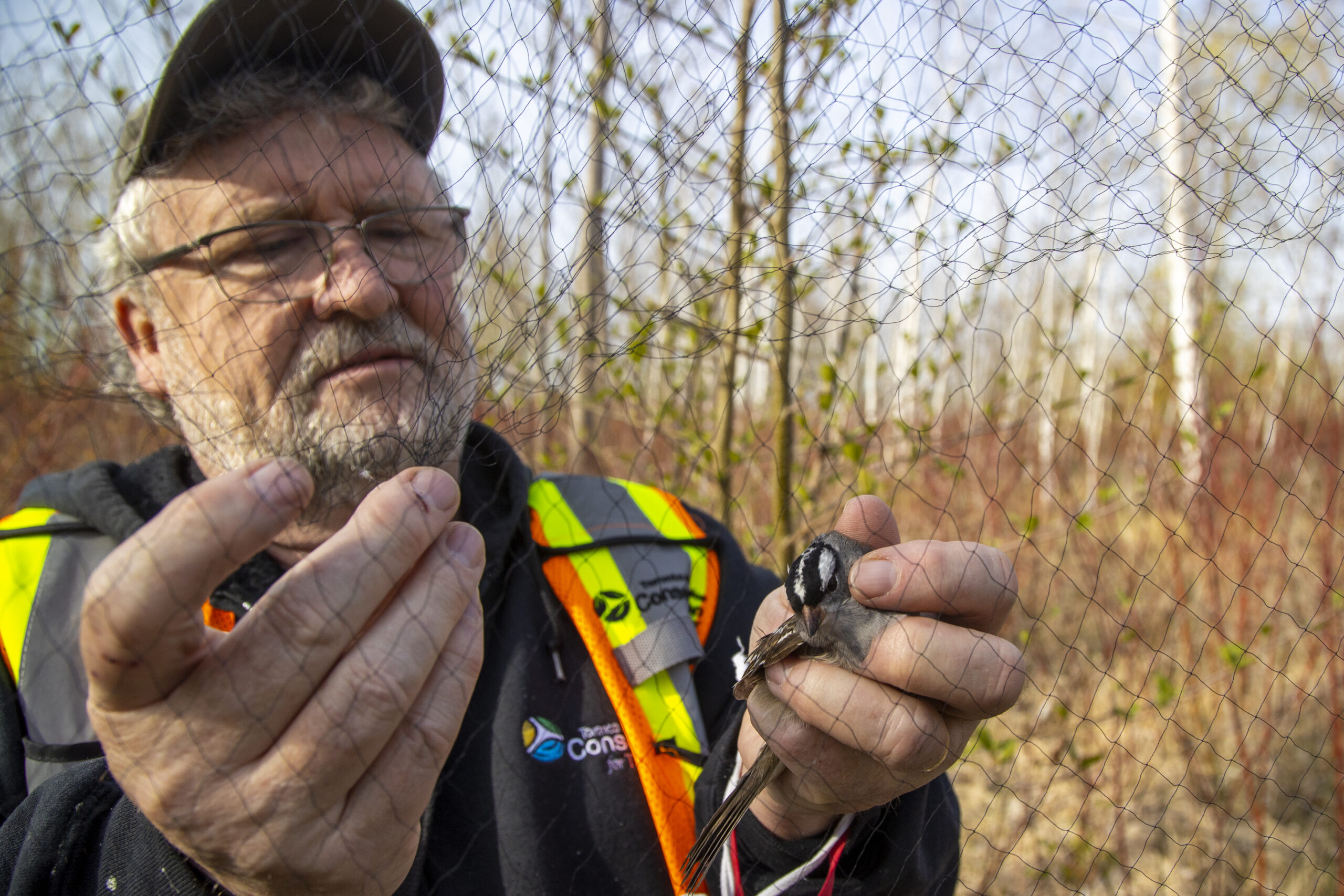 A man wearing glasses and a baseball cap pulls a sparrow, which looks directly at the camera, out of a net near  Tommy Thompson Park Bird Research Station.