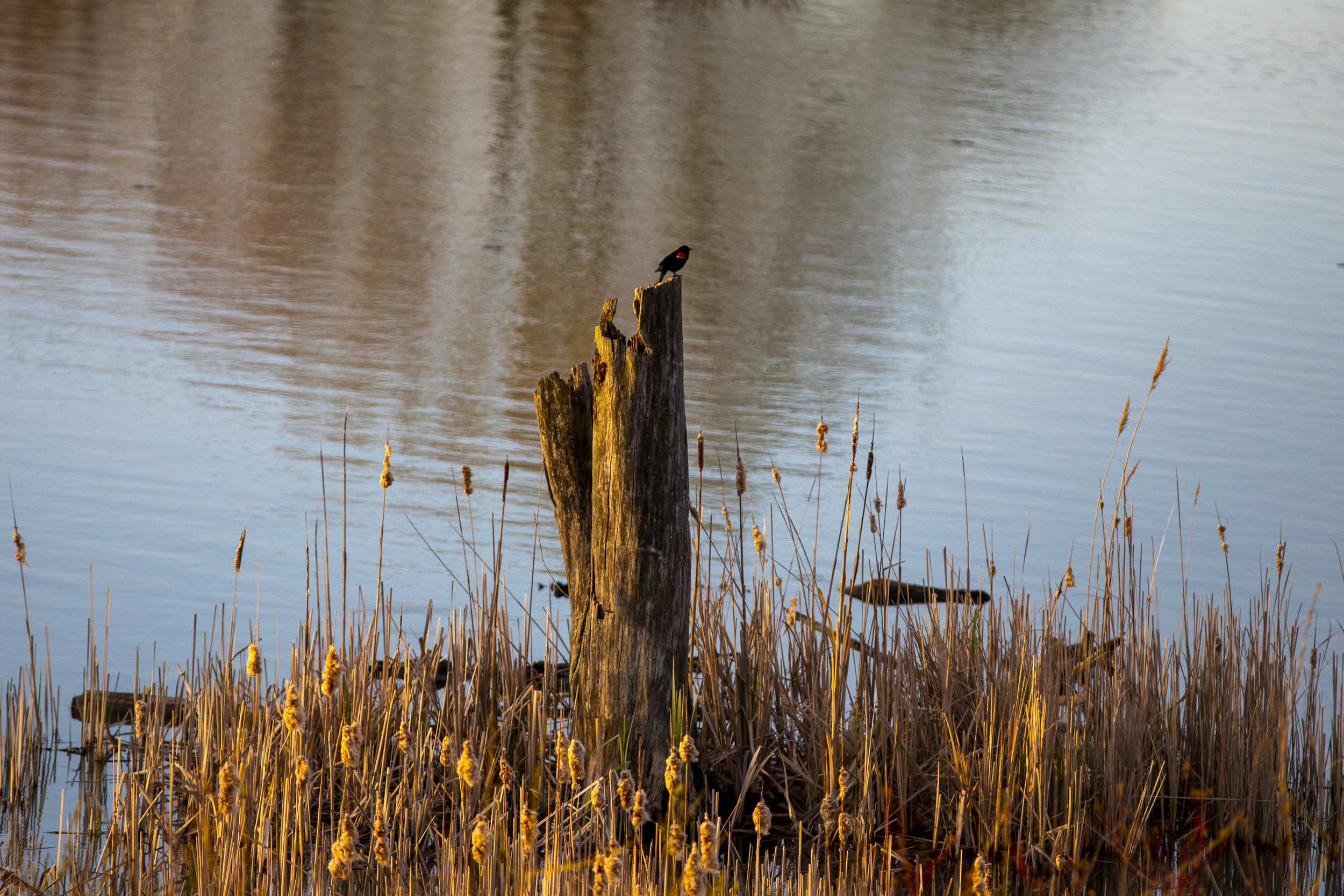 A black bird with a red patch on its shoulder stands in profile on an upright log at the edge of a pond.