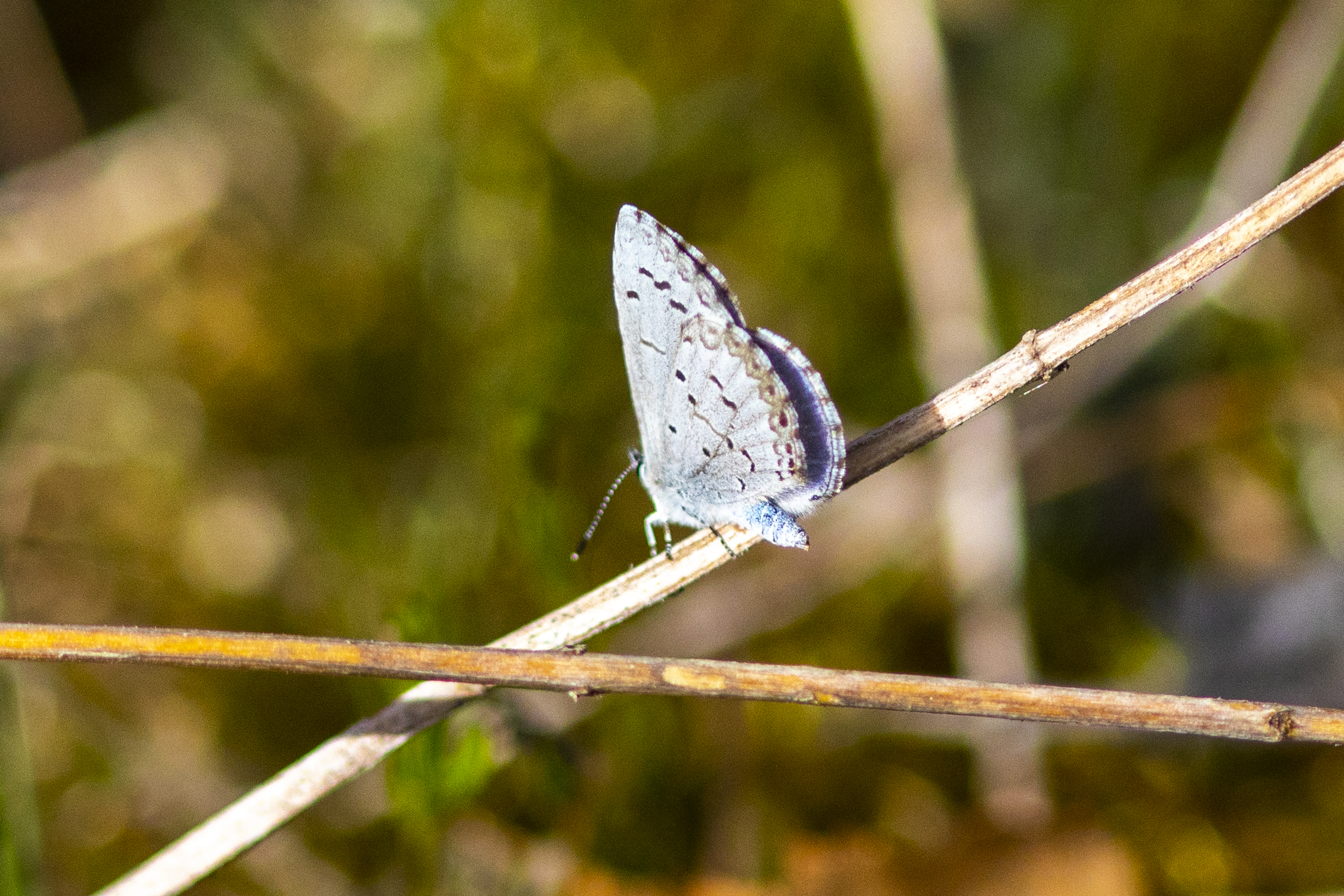 A tiny azure butterfly rests on a branch with foliage behind it in Tommy Thompson Park.