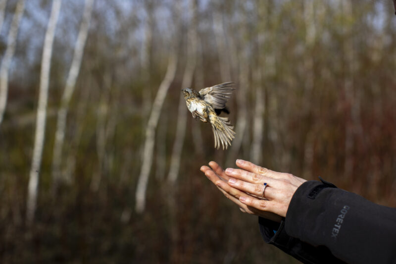 A sparrow flies out of a woman's hands