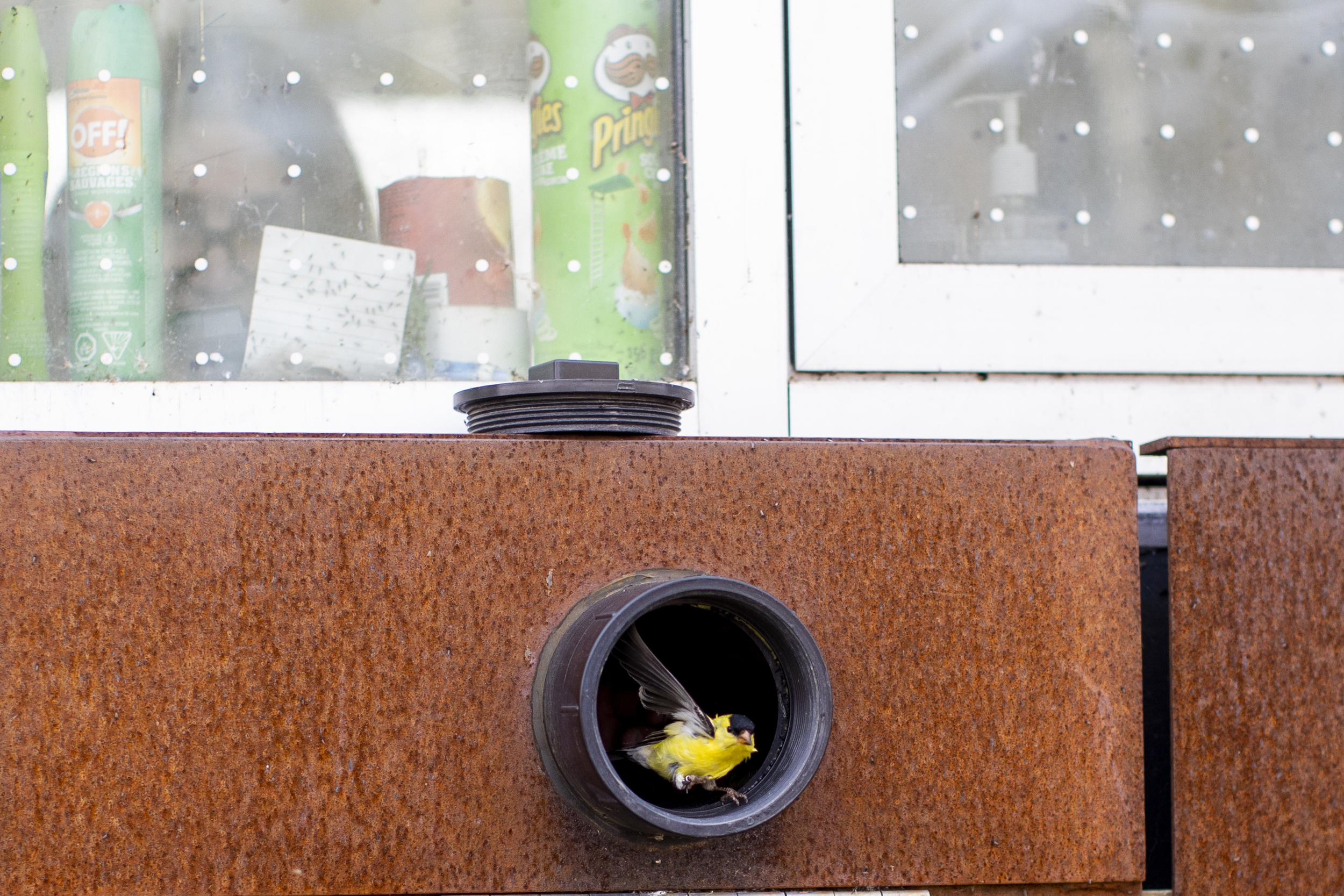 A yellow bird with white and black accents flies out of a tube leading out of a Tommy Thompson Park Bird Research Station building.