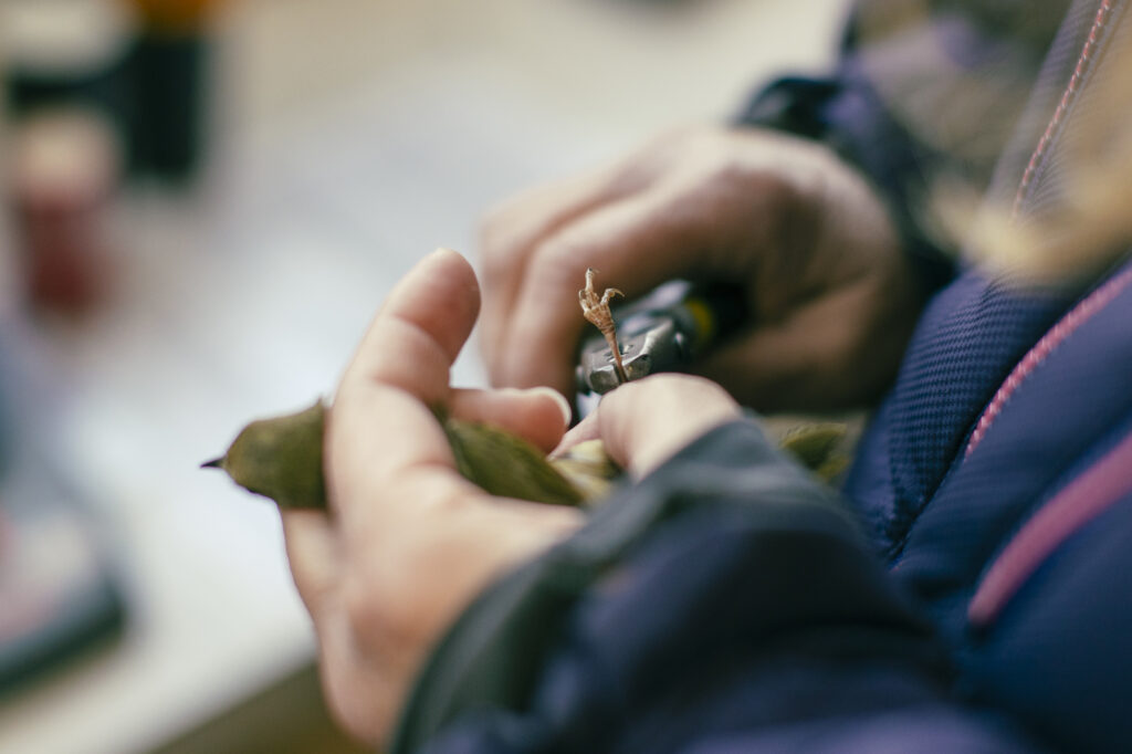 A close up of a woman's hands, using a pair of pliers to place a small cuff on a bird's leg