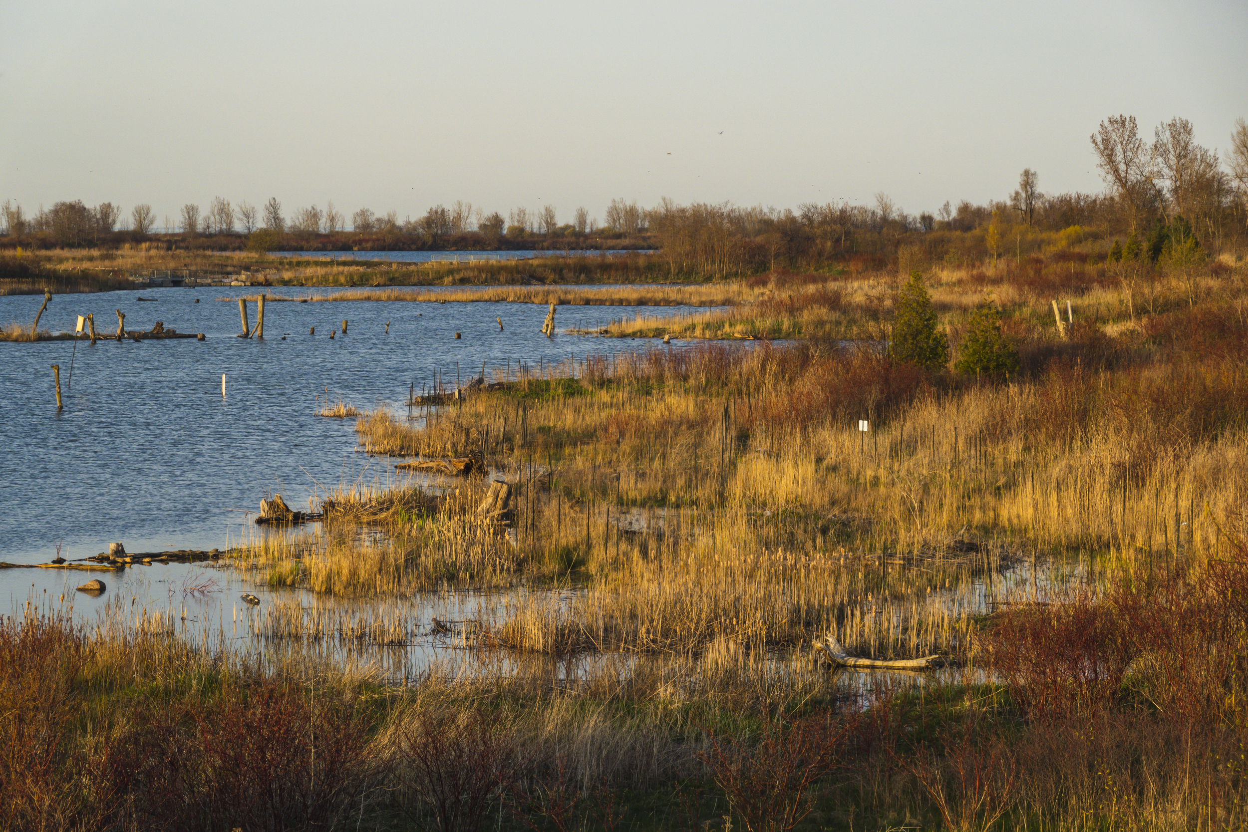 A wetland with water, logs sticking out upright and golden grasses along the shore at Tommy Thompson Park.