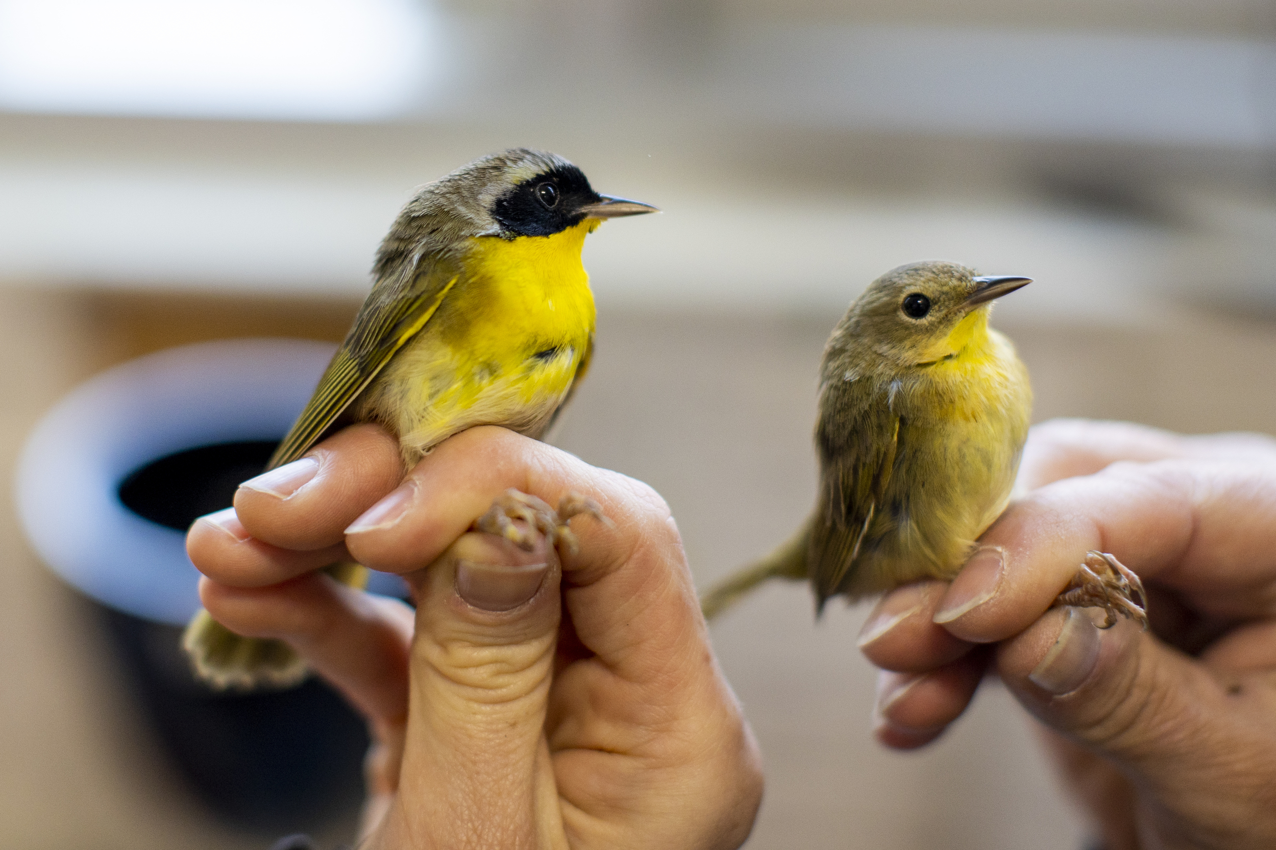 A close up of two people's hands, holding a male and female yellow warblers. The male has a wash of black over its eyes.