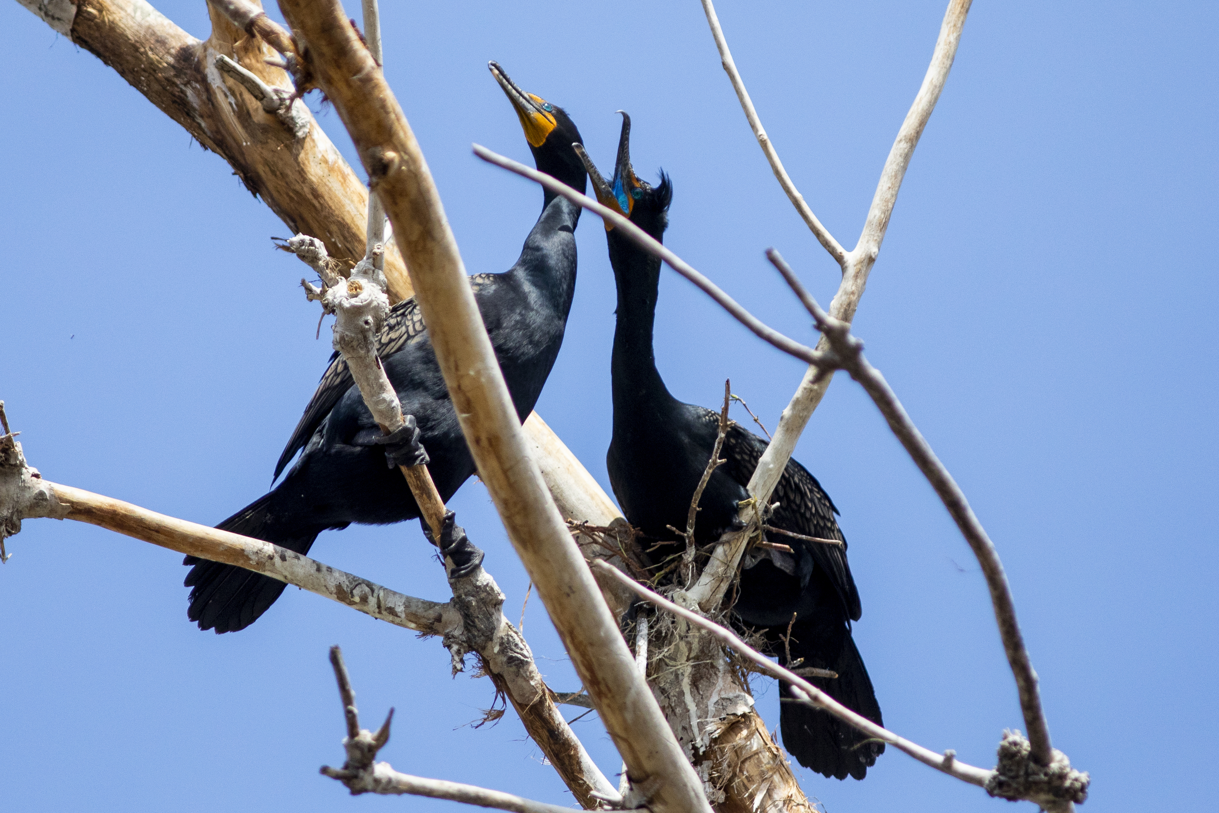 A pair of black cormorants on a bare, dead tree branch against a blue sky.
