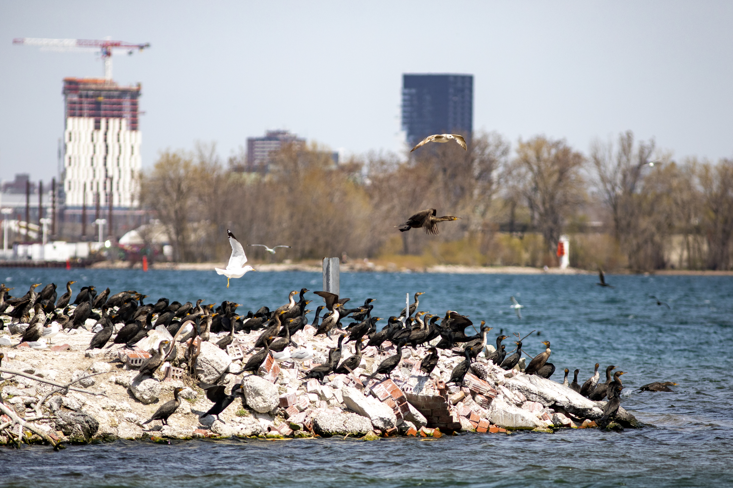 A rocky shoreline covered in cormorants and seagulls