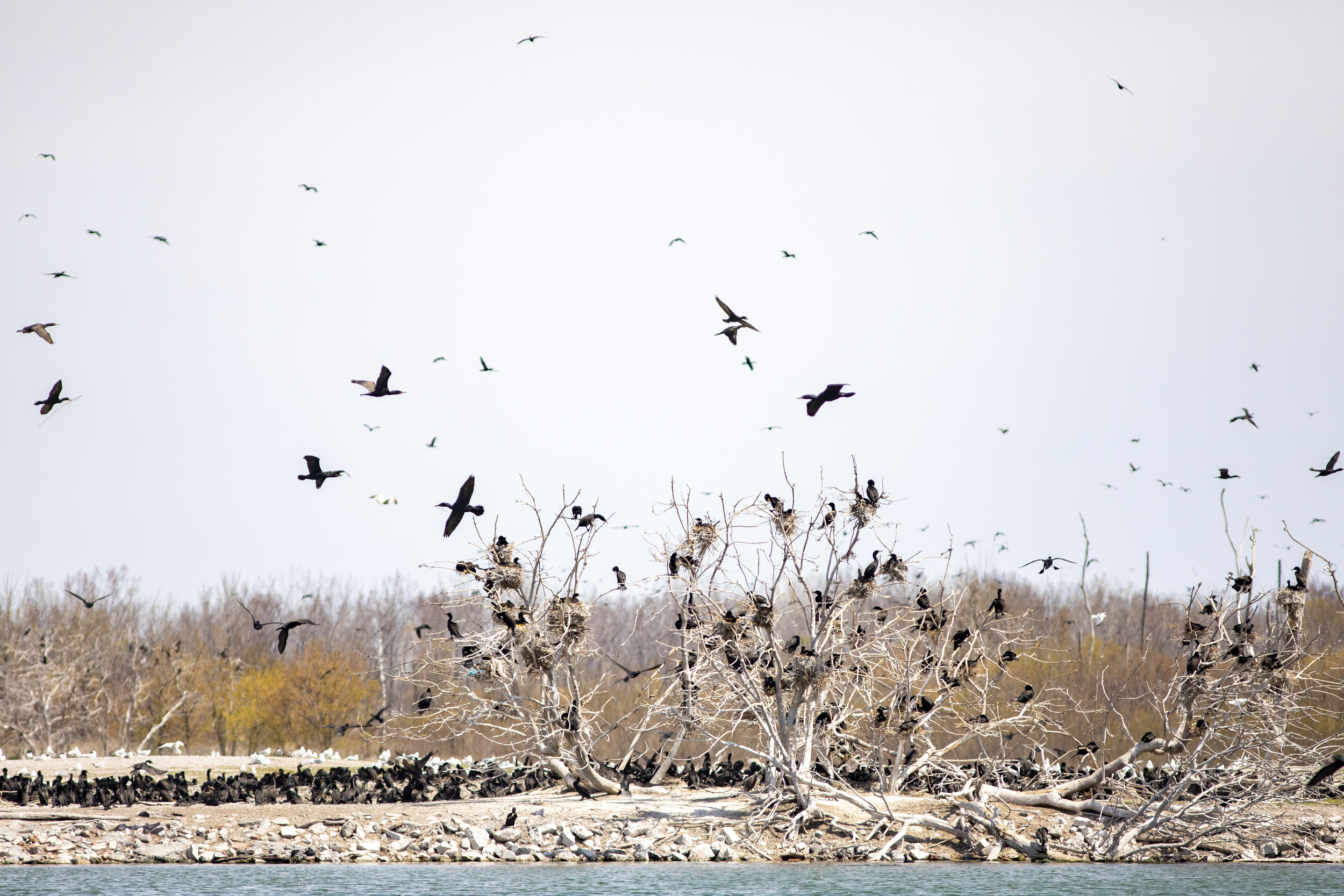 Cormorants circle in the air, hang out in the branches of dead trees and cover the ground on a rocky shoreline at  Tommy Thompson Park.