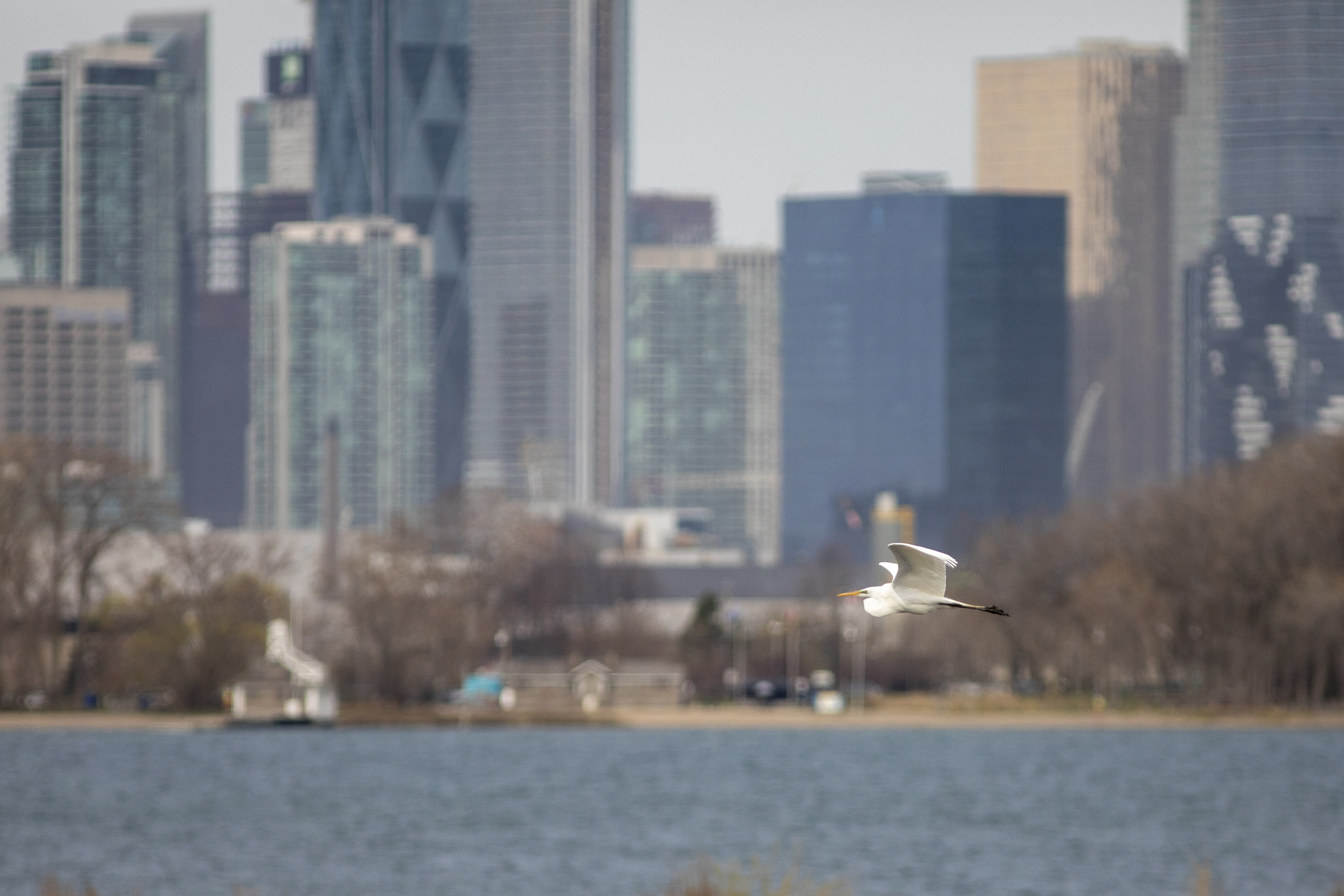 A lanky white egret soars over the water with a cityscape in the background
