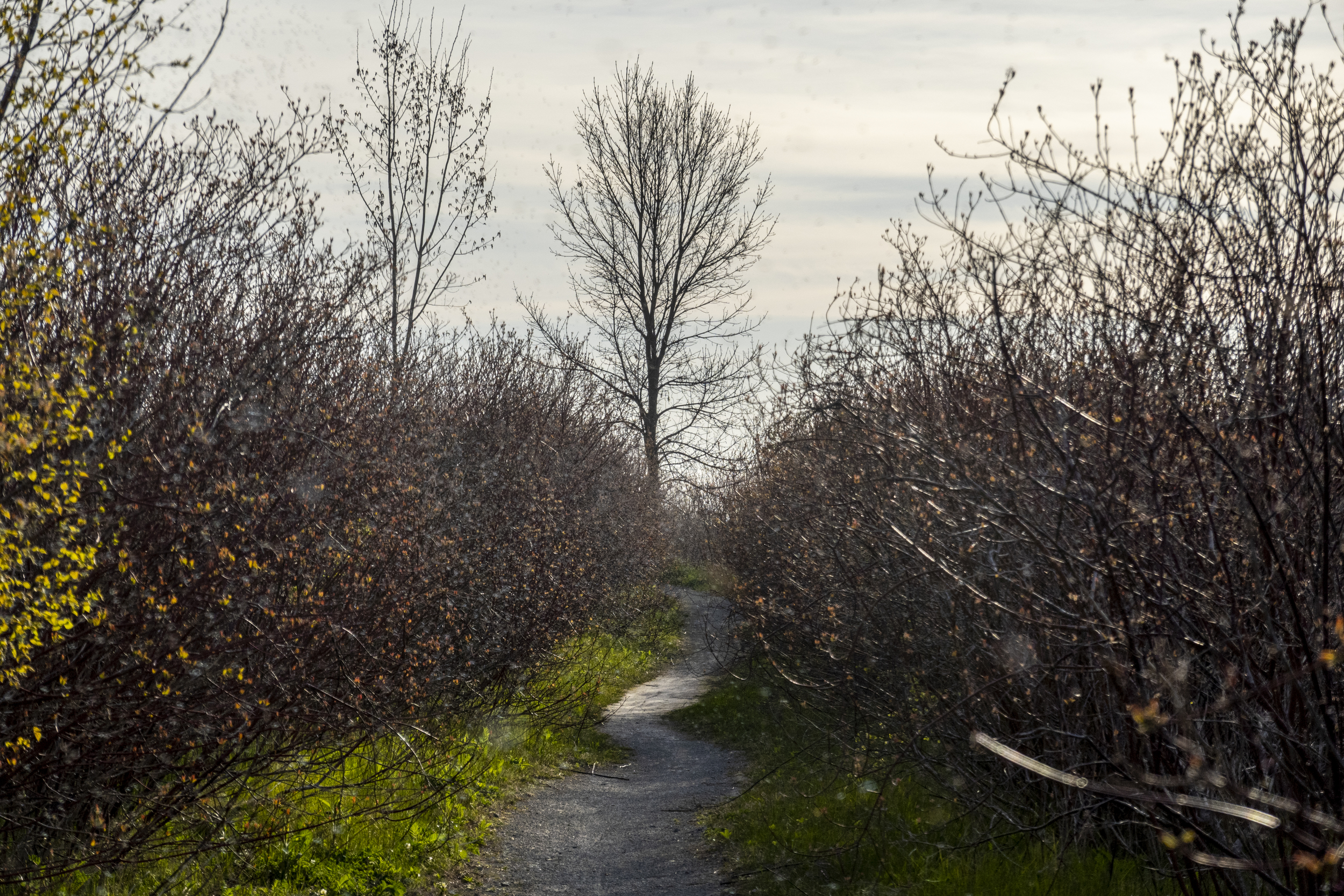 A trail in Tommy Thompson Park.