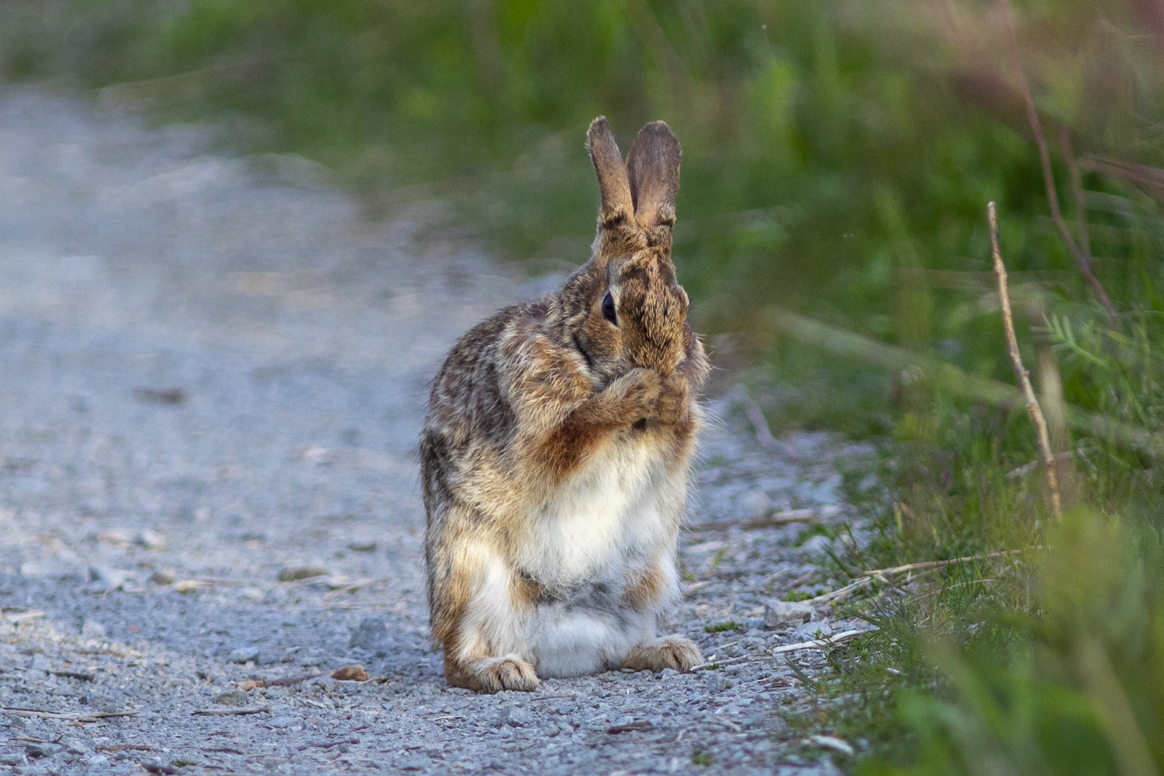 A rabbit holds its paws up to its face, standing at the edge of a pathway in Tommy Thompson Park.