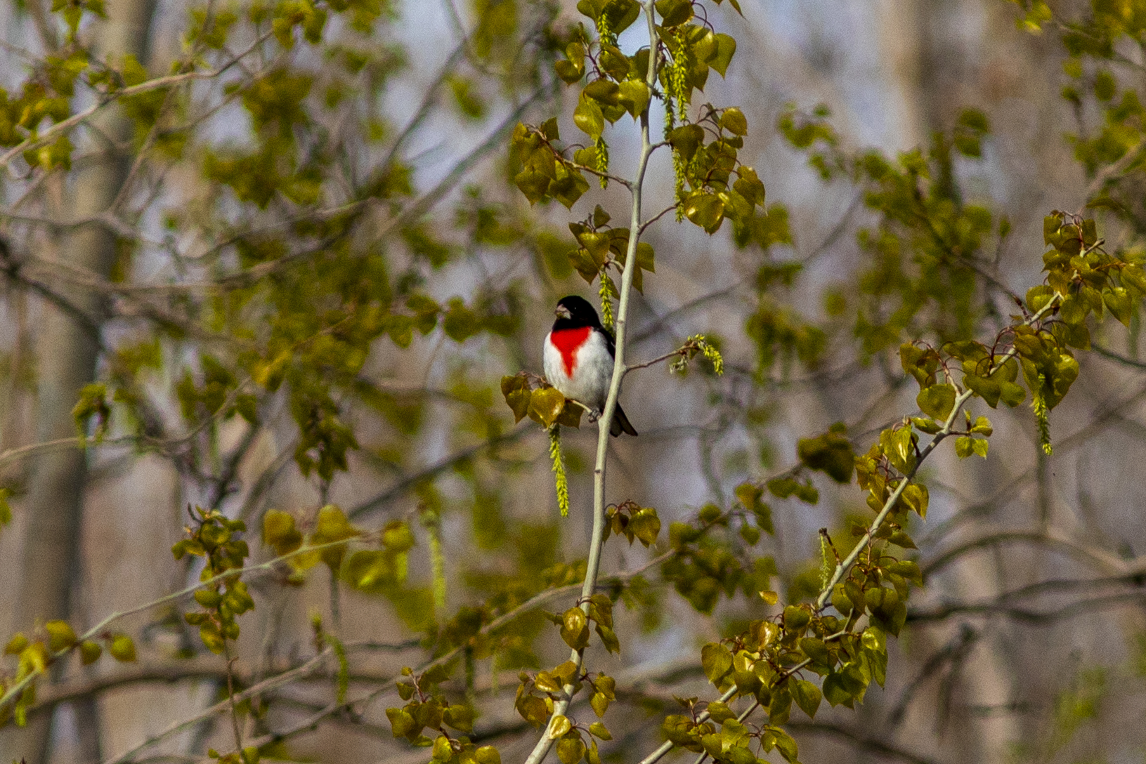 A bird with a black head, white belly and stark red mark on its chest faces the camera, standing on a branch.