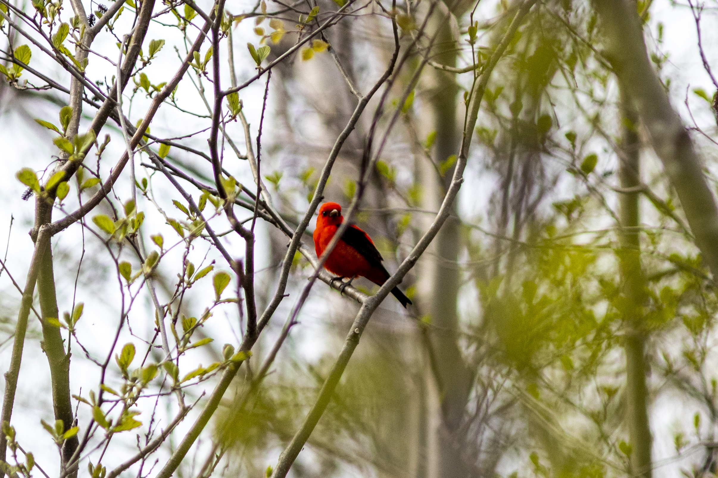 A bright red bird with black wings looks at the camera, perched on a branch with new leaves growing in at  Tommy Thompson Park.