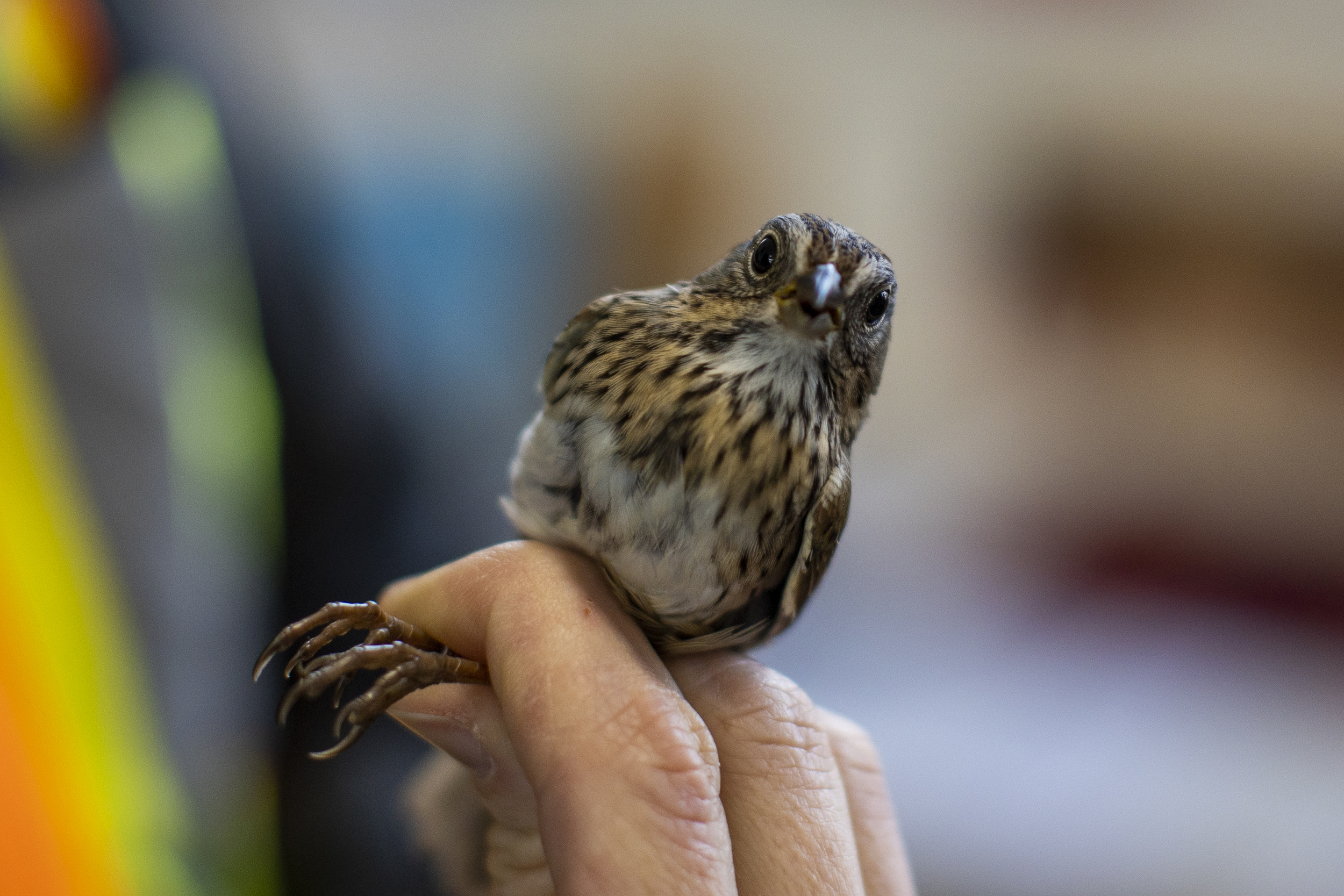 A close up of a sparrow, held by its legs, staring at the camera.