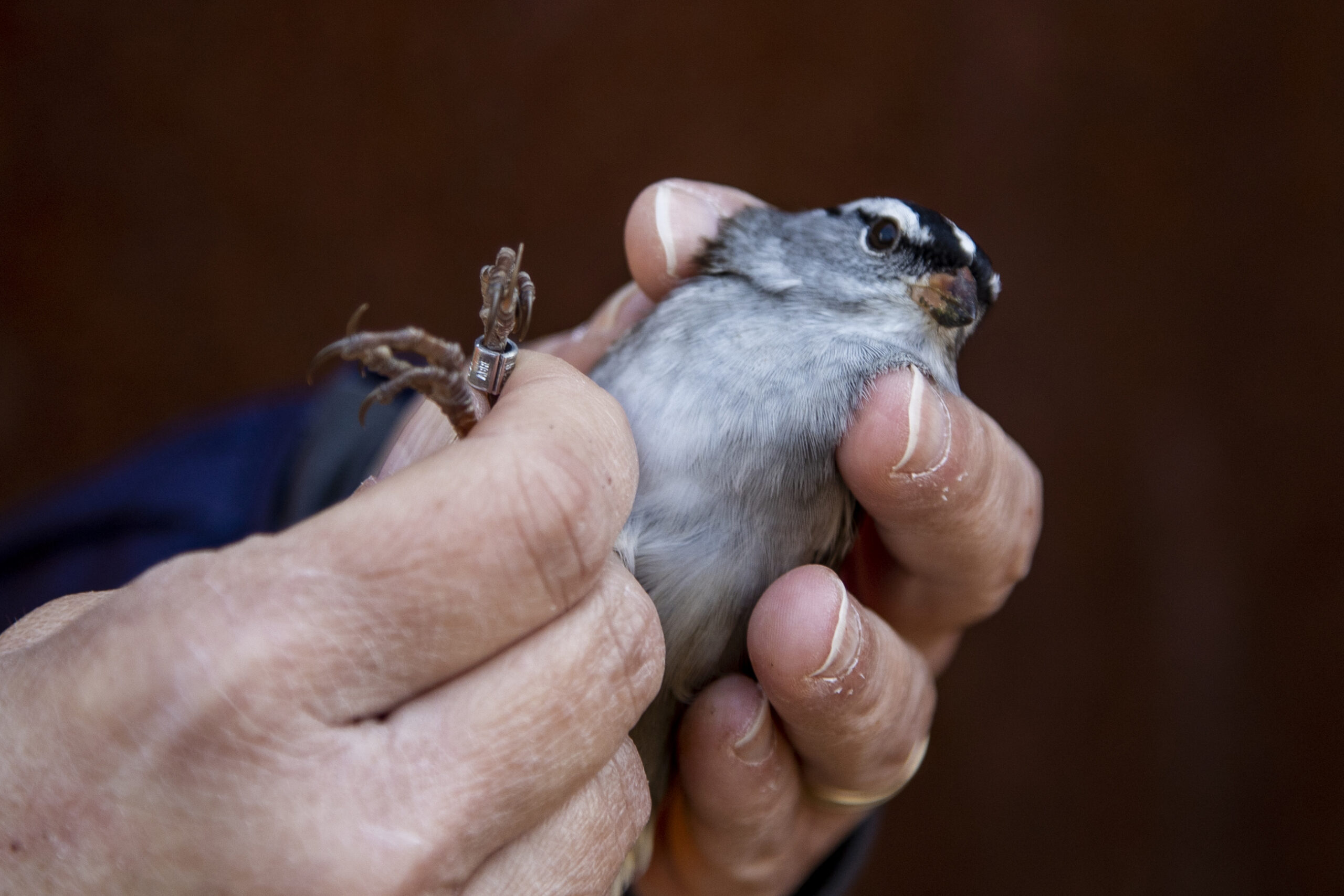 A sparrow with black and white streaks on its head is held in two hands and looks at the camera, a bird tag visible on its leg