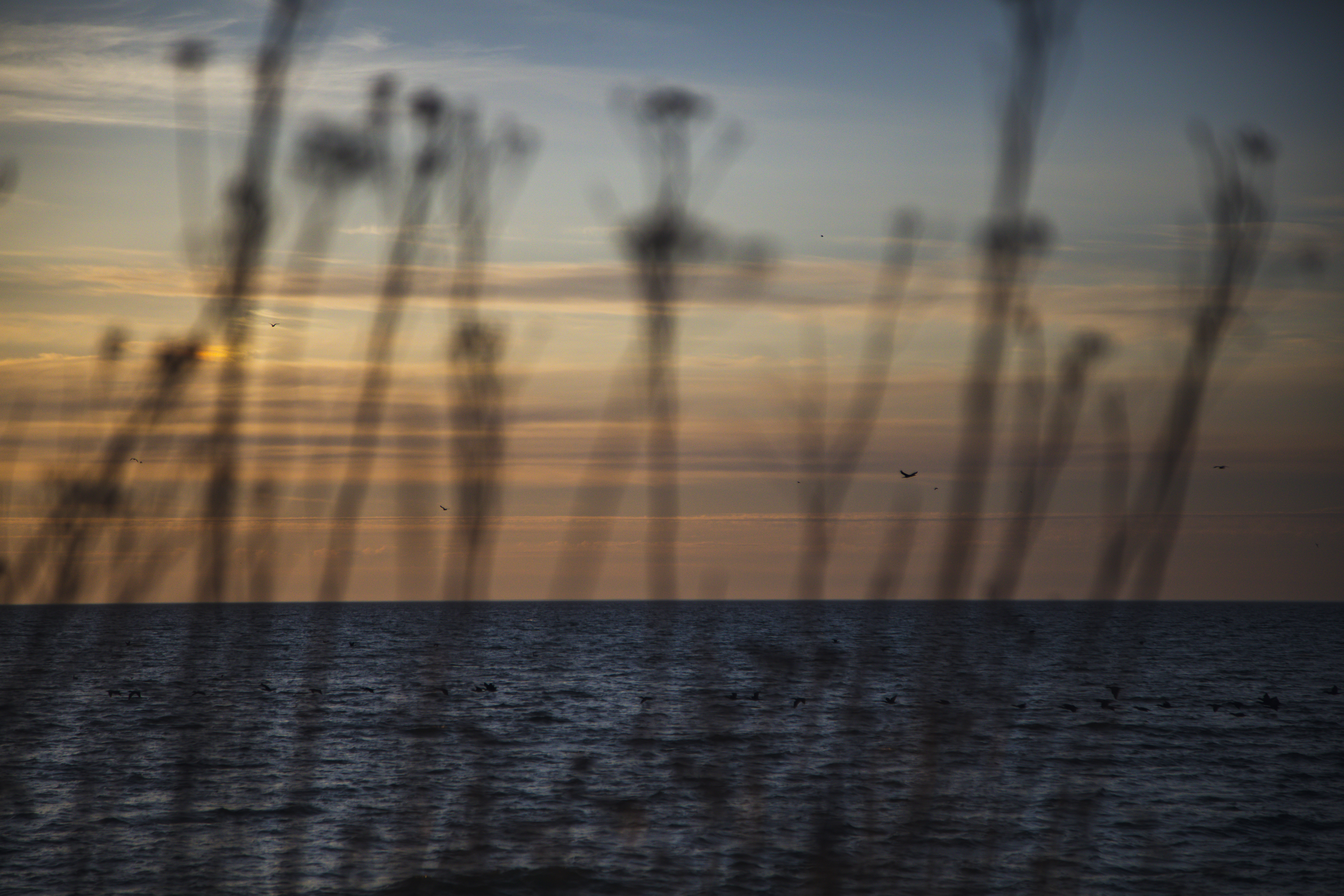 Sunrise over Lake Ontario, seen through out-of-focus grasses at Tommy Thompson Park.
