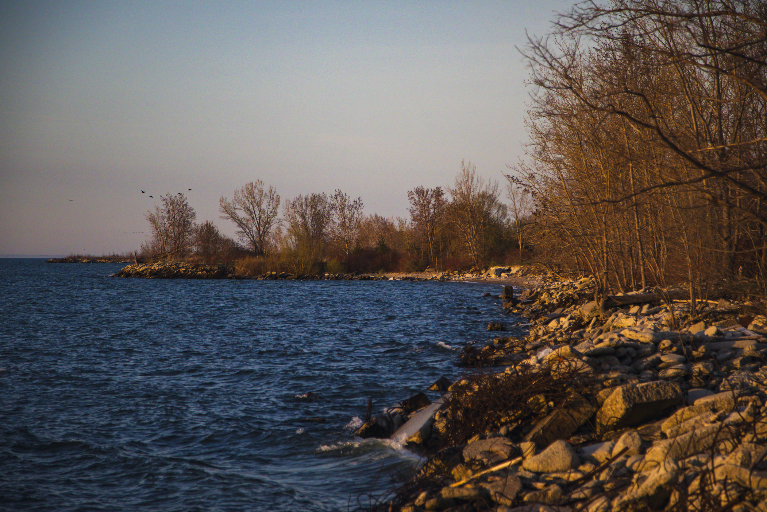 A rocky shoreline with trees and birds flying overhead, cast in golden light from sunrise.