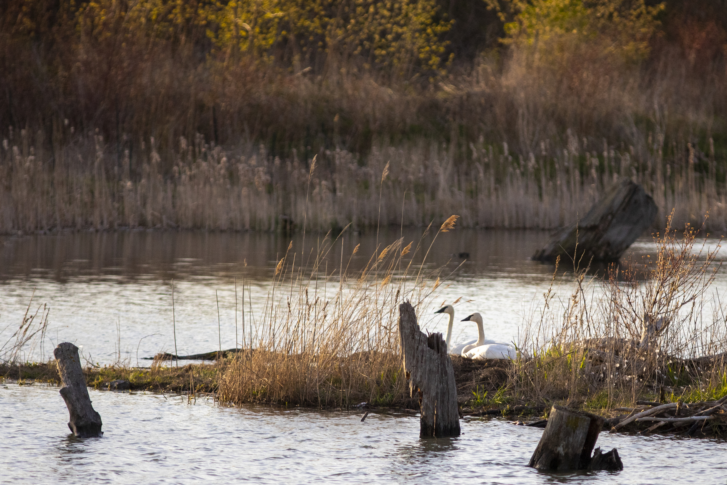 Two swans sit side by side on an island in the middle of a pond at Tommy Thompson Park.