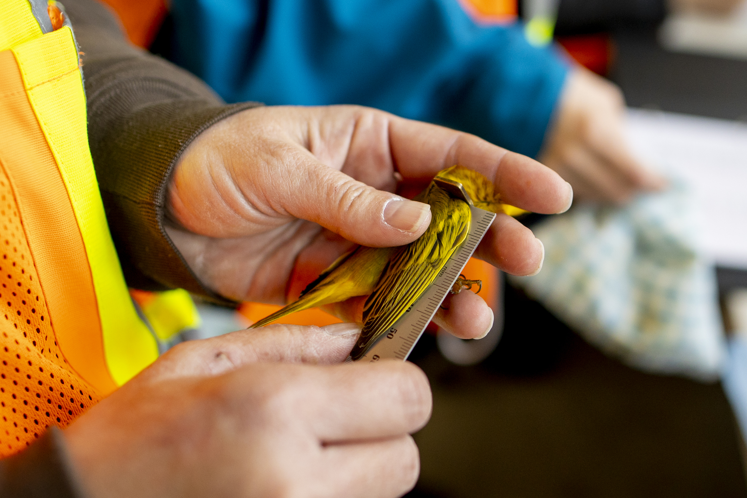 A woman uses a ruler to measure the wings of a tiny yellow and brown striped bird