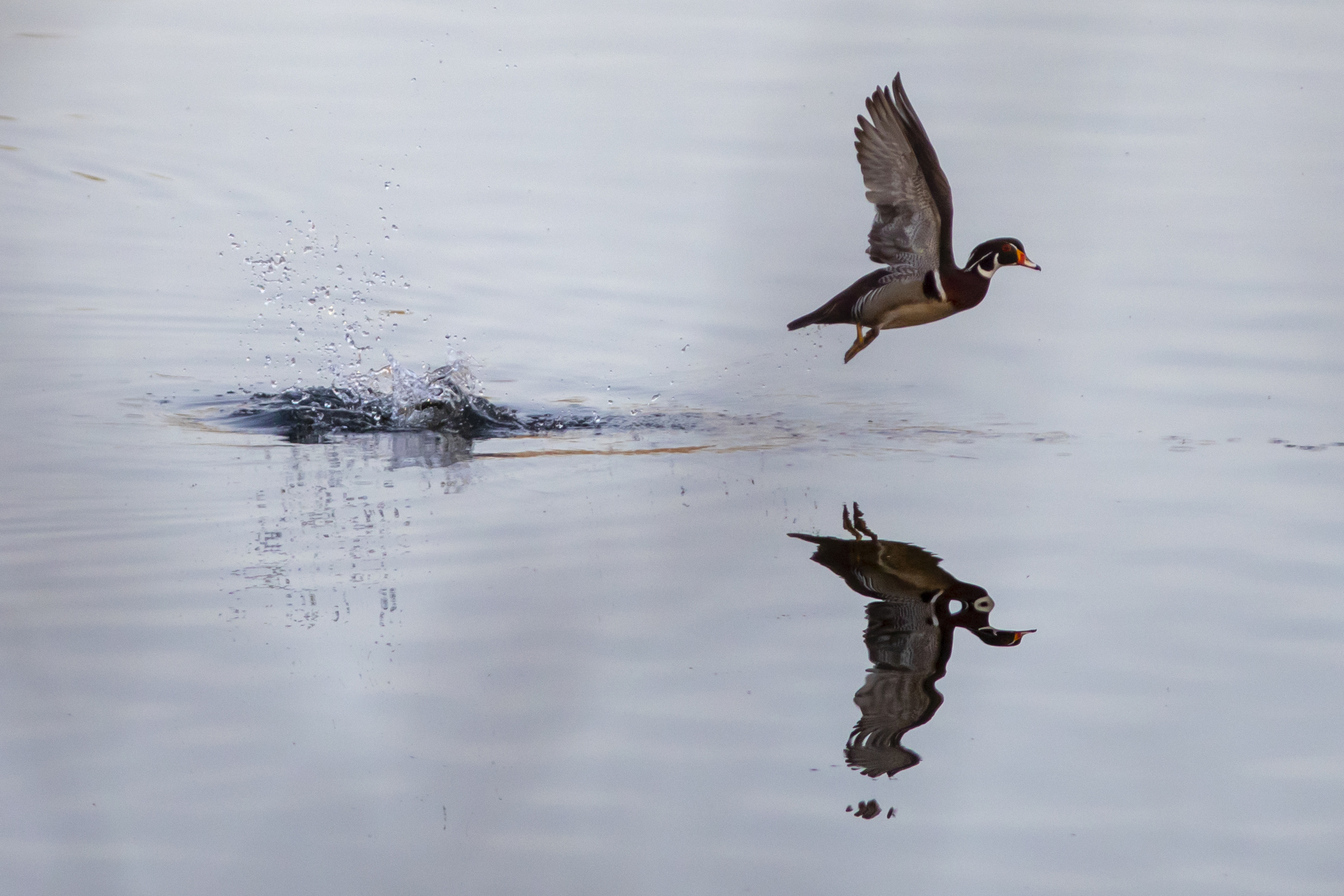 A wood duck, which has funky orange and iridescent green markings on its head, takes off from the water with a splash