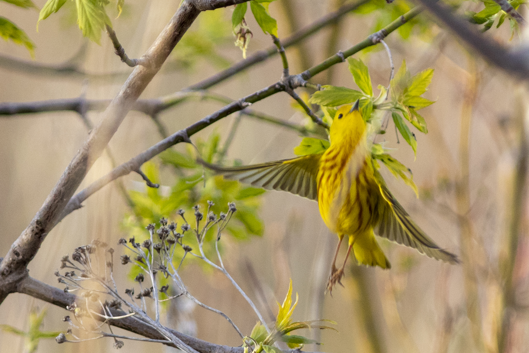 A close up of a small yellow bird with brown streaks on its belly, flying upwards past leaves and branches.